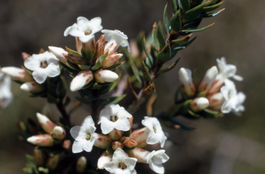 APII jpeg image of Epacris paludosa  © contact APII