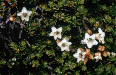 APII jpeg image of Epacris petrophila  © contact APII