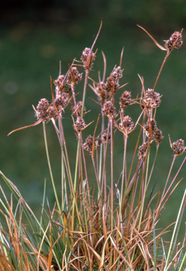 APII jpeg image of Luzula alpestris  © contact APII