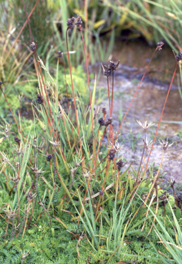 APII jpeg image of Luzula australasica  © contact APII