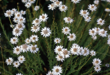 APII jpeg image of Rhodanthe anthemoides  © contact APII