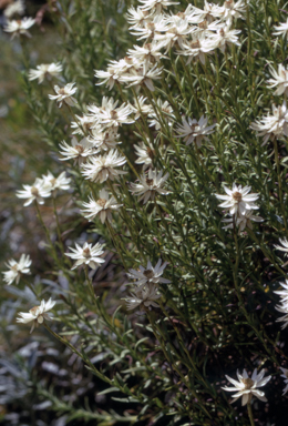 APII jpeg image of Rhodanthe anthemoides  © contact APII