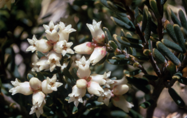 APII jpeg image of Leucopogon montanus  © contact APII
