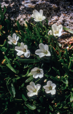 APII jpeg image of Neopaxia australasica  © contact APII