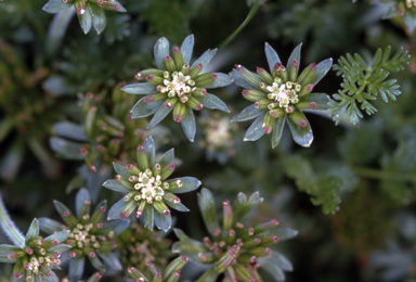 APII jpeg image of Oreomyrrhis eriopoda  © contact APII