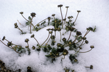 APII jpeg image of Oreomyrrhis eriopoda  © contact APII