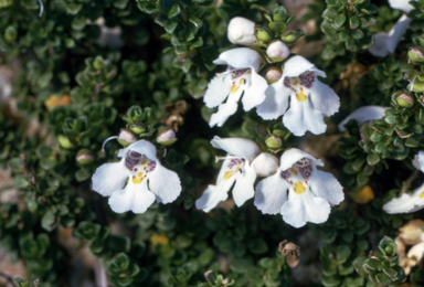 APII jpeg image of Prostanthera cuneata  © contact APII
