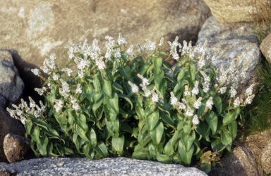 APII jpeg image of Veronica derwentiana  © contact APII