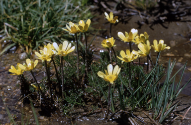 APII jpeg image of Ranunculus gunnianus  © contact APII