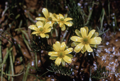 APII jpeg image of Ranunculus gunnianus  © contact APII