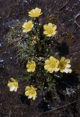 APII jpeg image of Ranunculus gunnianus  © contact APII
