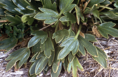 APII jpeg image of Ranunculus muelleri  © contact APII