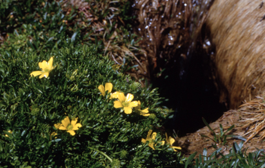 APII jpeg image of Ranunculus niphophilus  © contact APII