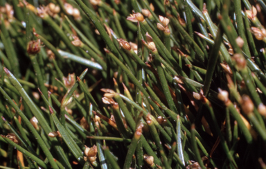 APII jpeg image of Isolepis aucklandica  © contact APII