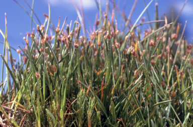 APII jpeg image of Isolepis aucklandica  © contact APII