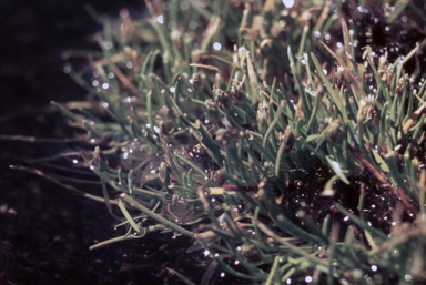 APII jpeg image of Isolepis crassiuscula  © contact APII