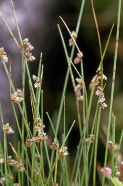 APII jpeg image of Isolepis subtilissima  © contact APII