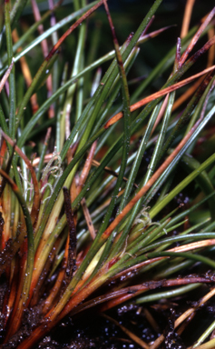 APII jpeg image of Schoenus calyptratus  © contact APII