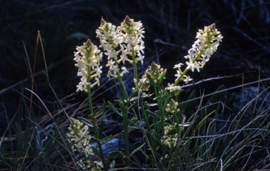 APII jpeg image of Stackhousia monogyna  © contact APII