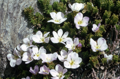 APII jpeg image of Chionohebe densifolia  © contact APII