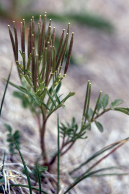 APII jpeg image of Cardamine lilacina  © contact APII