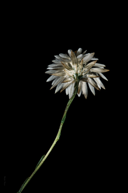 APII jpeg image of Helichrysum calvertianum  © contact APII