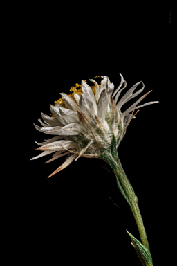 APII jpeg image of Helichrysum calvertianum  © contact APII
