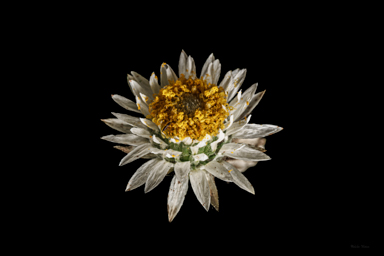 APII jpeg image of Helichrysum calvertianum  © contact APII
