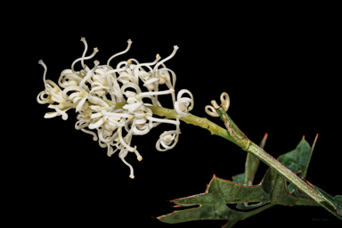 APII jpeg image of Grevillea flexuosa  © contact APII