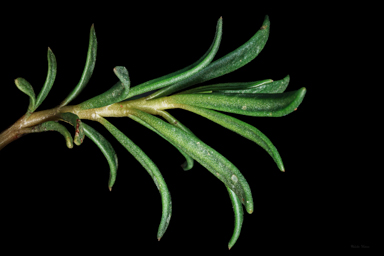 APII jpeg image of Calandrinia sp. Chewings Range  © contact APII
