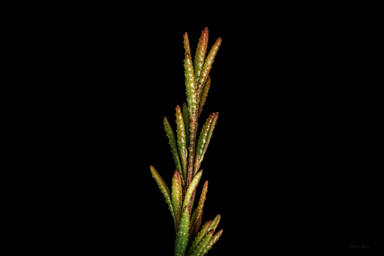 APII jpeg image of Boronia deanei subsp. acutifolia  © contact APII