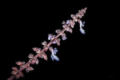 APII jpeg image of Coleus torrenticola  © contact APII