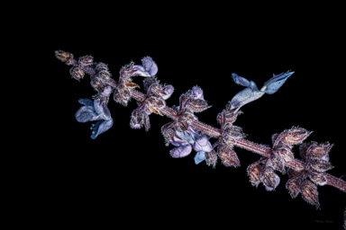 APII jpeg image of Coleus torrenticola  © contact APII