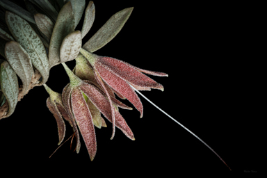 APII jpeg image of Eremophila cordatisepala  © contact APII
