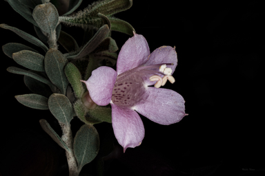 APII jpeg image of Eremophila glandulifera  © contact APII