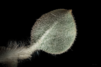 APII jpeg image of Eremophila warnesii  © contact APII