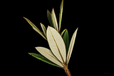 APII jpeg image of Eucryphia wilkiei  © contact APII