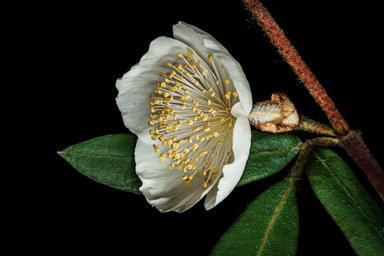 APII jpeg image of Eucryphia wilkiei  © contact APII