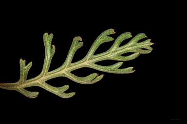 APII jpeg image of Grevillea beadleana  © contact APII