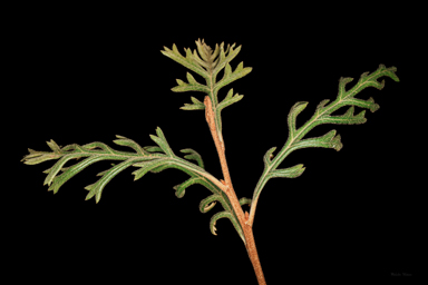 APII jpeg image of Grevillea beadleana  © contact APII