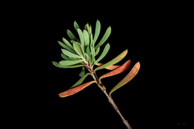 APII jpeg image of Homoranthus porteri  © contact APII