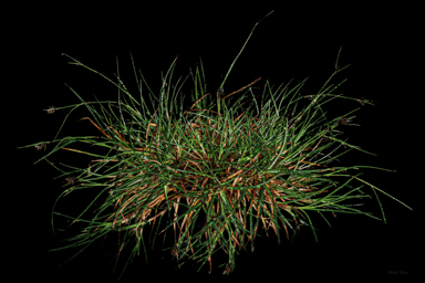 APII jpeg image of Luzula acutifolia subsp. nana  © contact APII