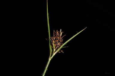APII jpeg image of Luzula acutifolia subsp. nana  © contact APII