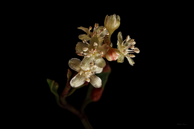 APII jpeg image of Muehlenbeckia tuggeranong  © contact APII