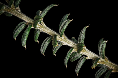 APII jpeg image of Oxylobium bracteosum  © contact APII