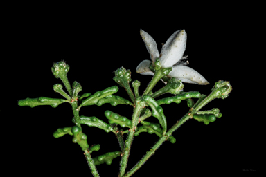 APII jpeg image of Philotheca difformis subsp. difformis  © contact APII