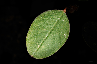 APII jpeg image of Pomaderris cotoneaster  © contact APII