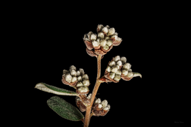 APII jpeg image of Pomaderris pallida  © contact APII