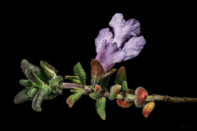 APII jpeg image of Prostanthera marifolia  © contact APII
