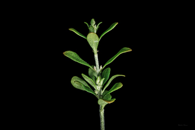 APII jpeg image of Prostanthera ovalifolia 'Brundah Candy'  © contact APII